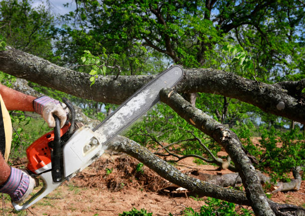 Lawn Watering Services in Artesia, CA